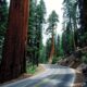 CALIFORNIA PRACTICE FOR SALE – GATEWAY TO THE GIANT SEQUOIAS